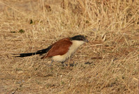 Senegal coucal - Hwange
