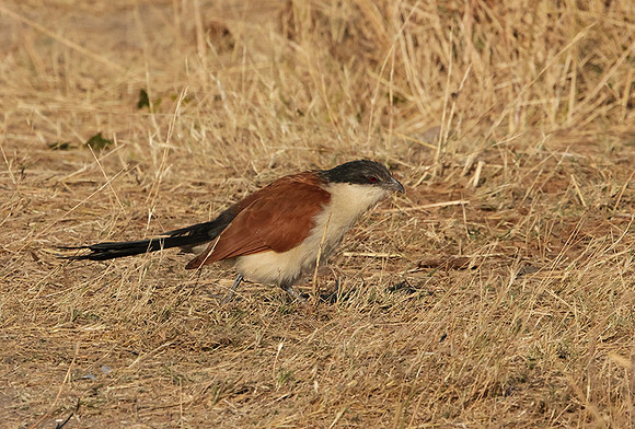 Senegal coucal - Hwange