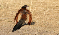Senegal coucal - Hwange