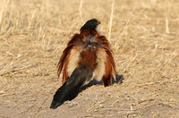 Senegal coucal - Hwange