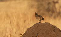 Swainson's spurfowl - Hwange