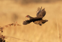 Spurfowls