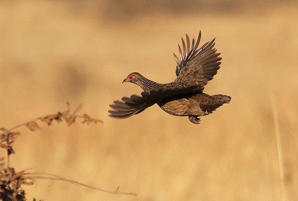 Swainson's spurfowl - Hwange