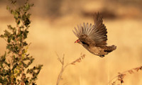 Swainson's spurfowl - Hwange