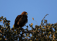Tawny eagle - Hwange