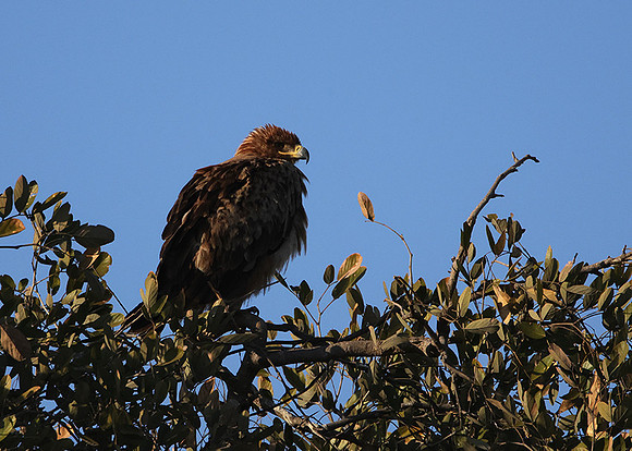 Tawny eagle - Hwange