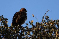 Tawny eagle - Hwange