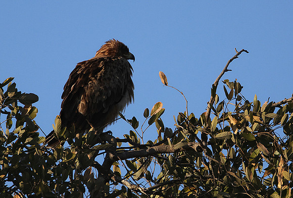 Tawny eagle - Hwange