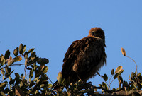 Tawny eagle - Hwange