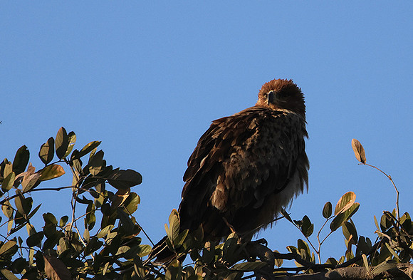 Tawny eagle - Hwange