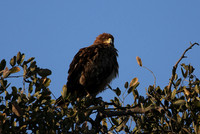 Eagles