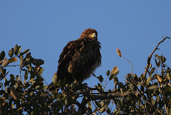 Tawny eagle - Hwange