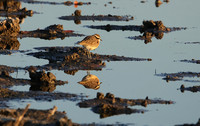 Plovers