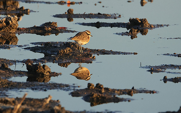 Three-banded plover - Hwange