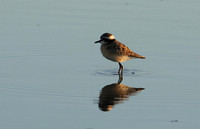 Three-banded plover - Hwange