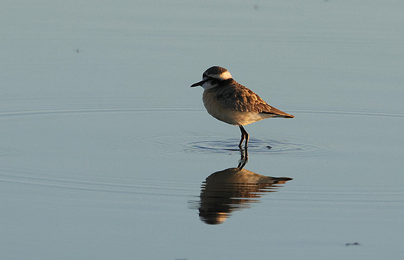 Three-banded plover - Hwange