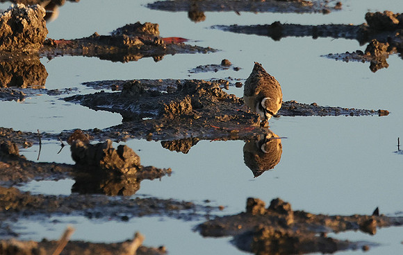 Three-banded plover - Hwange
