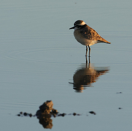Three-banded plover - Hwange