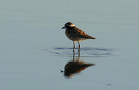 Three-banded plover - Hwange