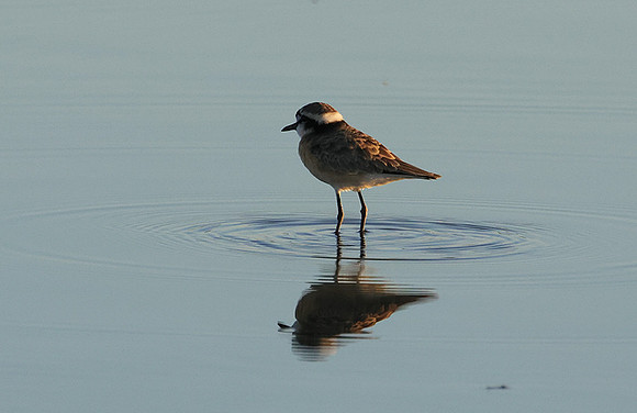 Three-banded plover - Hwange