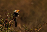 Yellow-billed hornbill - Hwange