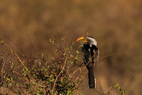 Yellow-billed hornbill - Hwange