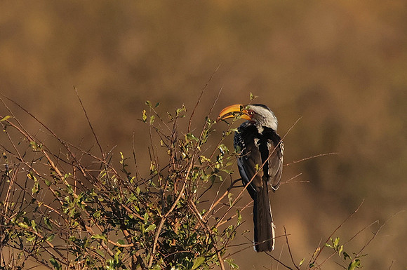 Yellow-billed hornbill - Hwange