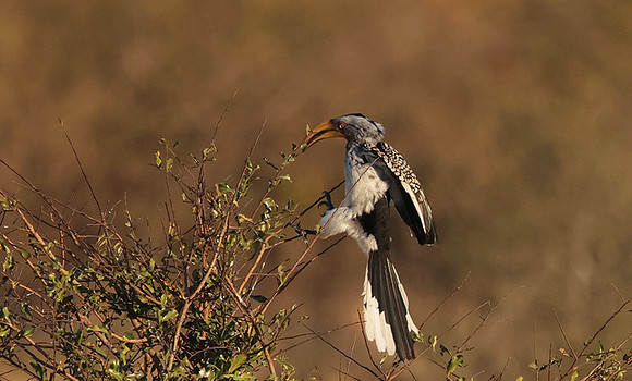 Yellow-billed hornbill - Hwange