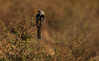 Yellow-billed hornbill - Hwange
