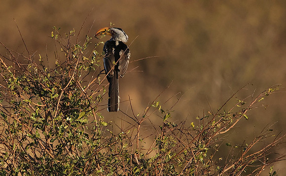Yellow-billed hornbill - Hwange