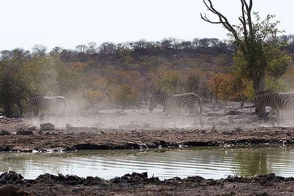 Burchell's zebra - Ongava Private Reserve