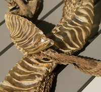 Puff adder molt - Senegal