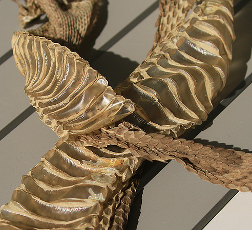 Puff adder molt - Senegal