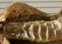 Puff adder molt - Senegal