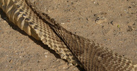 Puff adder molt - Senegal