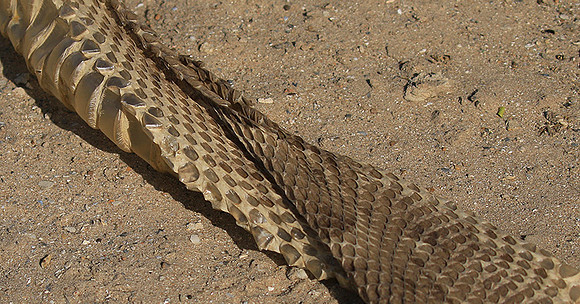 Puff adder molt - Senegal
