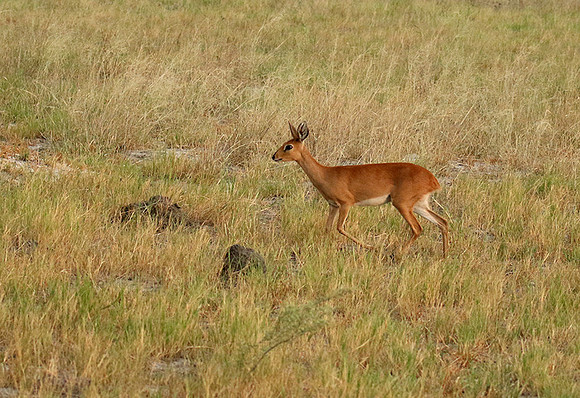 Moremi game reserve
