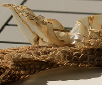 Puff adder molt - Senegal