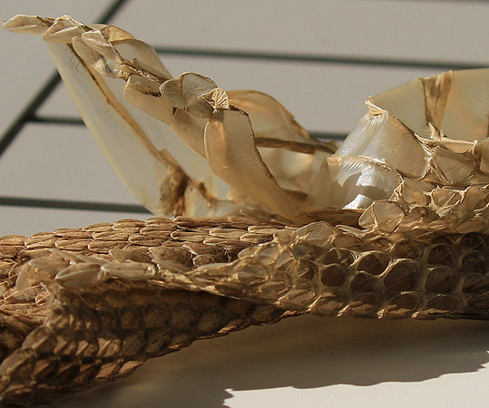 Puff adder molt - Senegal