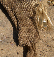Puff adder molt - Senegal