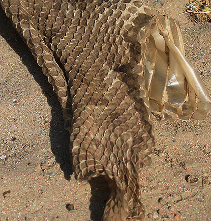 Puff adder molt - Senegal