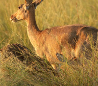 Duba Plain