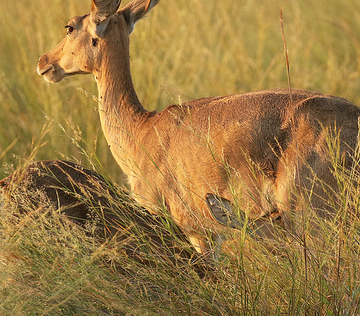 Duba Plain
