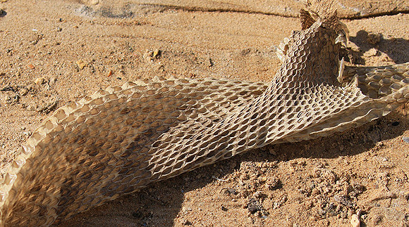 Puff adder molt - Senegal