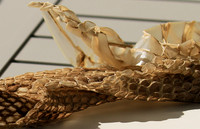 Puff adder molt - Senegal