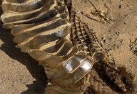 Puff adder molt - Senegal