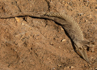 Puff adder molt - Senegal