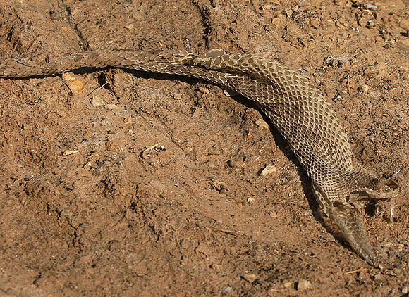 Puff adder molt - Senegal