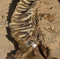 Puff adder molt - Senegal
