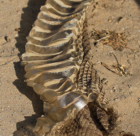 Puff adder molt - Senegal